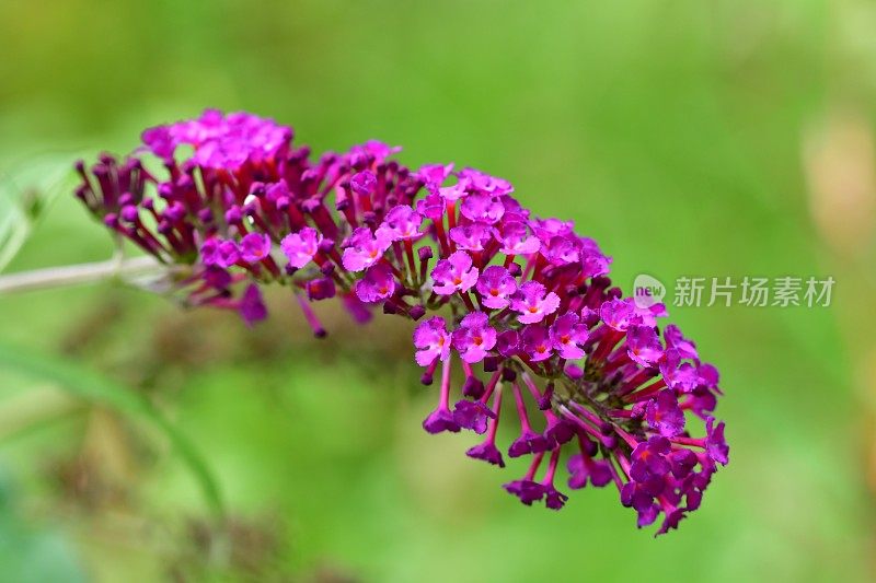 budleja / Butterfly Bush /夏季丁香